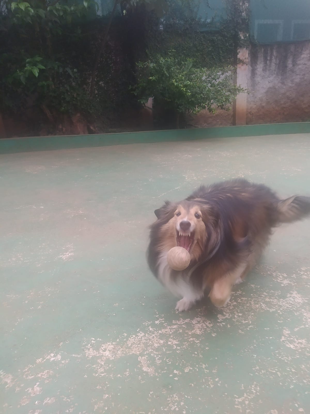 Foto do dia 03/03/2026 10:54  na clínica Animal House