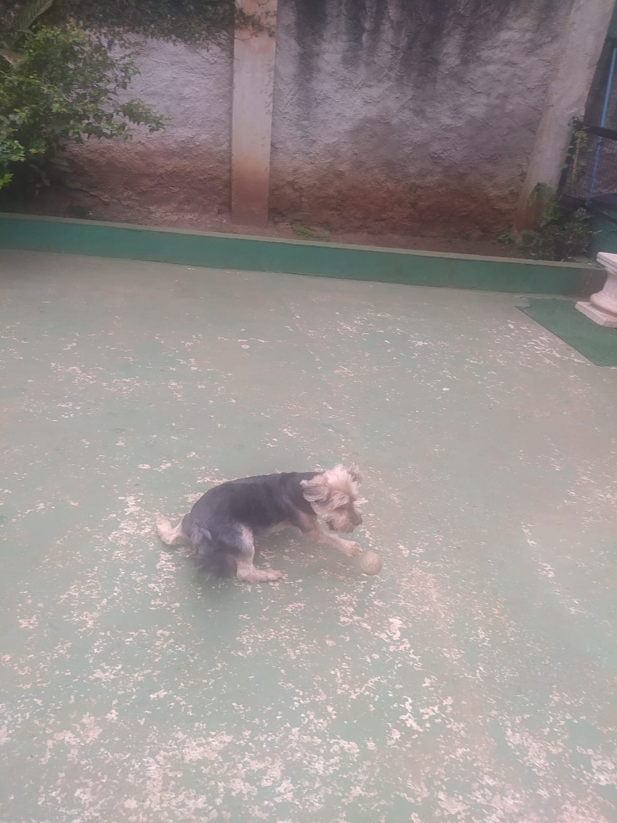 Foto do dia 03/03/2026 11:28  na clínica Animal House