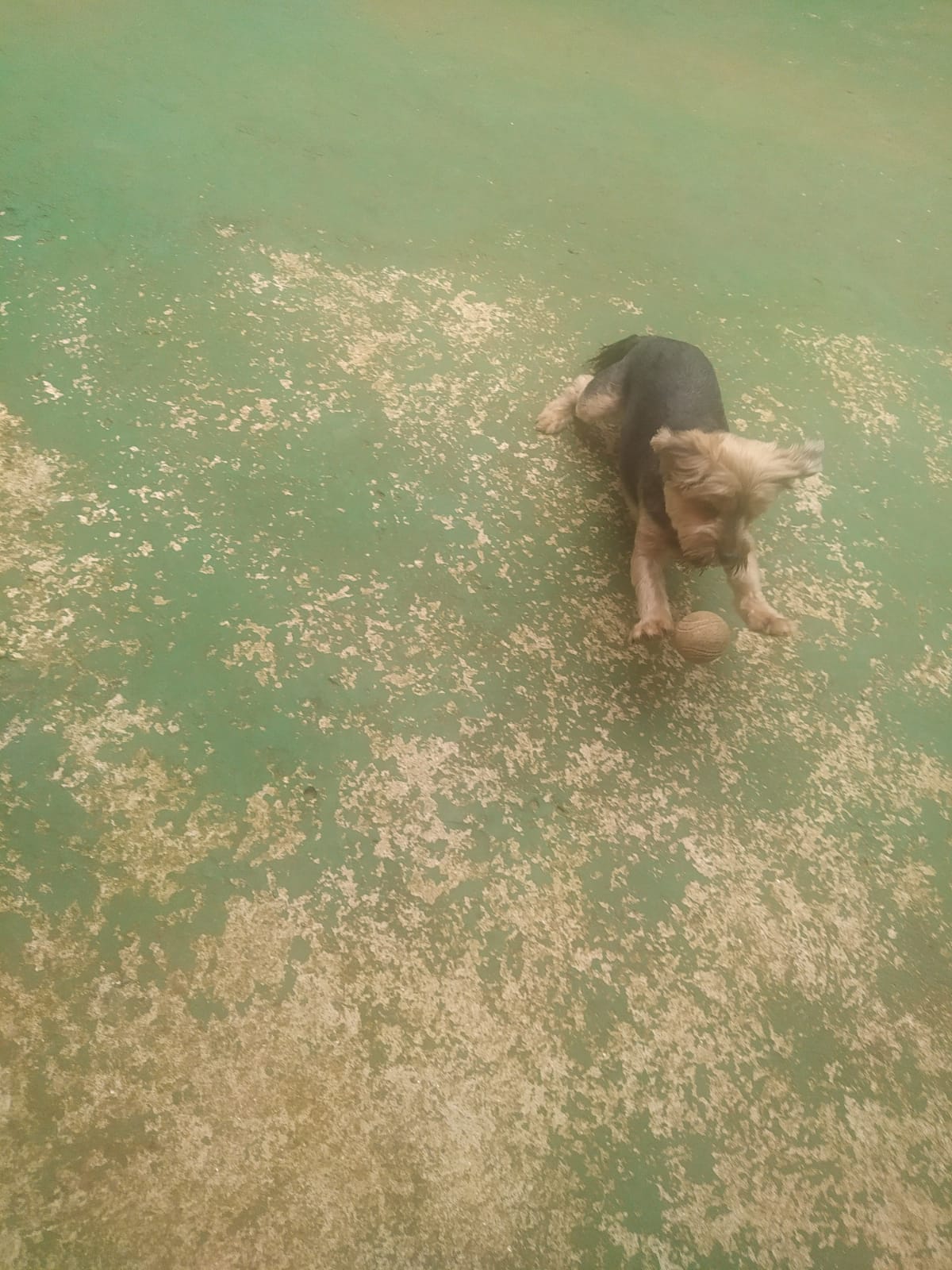 Foto do dia 03/03/2026 11:28  na clínica Animal House