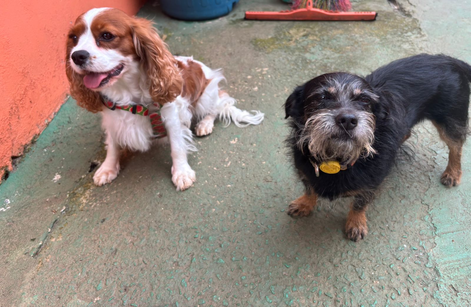 A Dama e o Vagabundo 😂