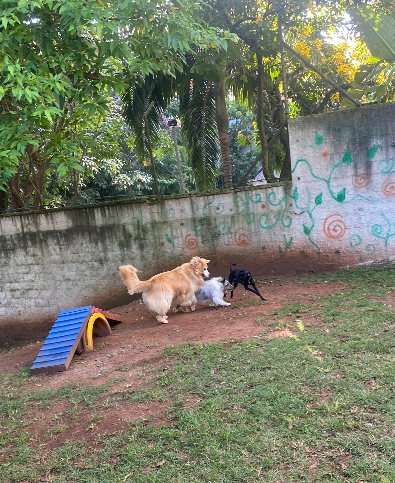 Foto do dia 03/03/2026 17:02  na clínica Animal House