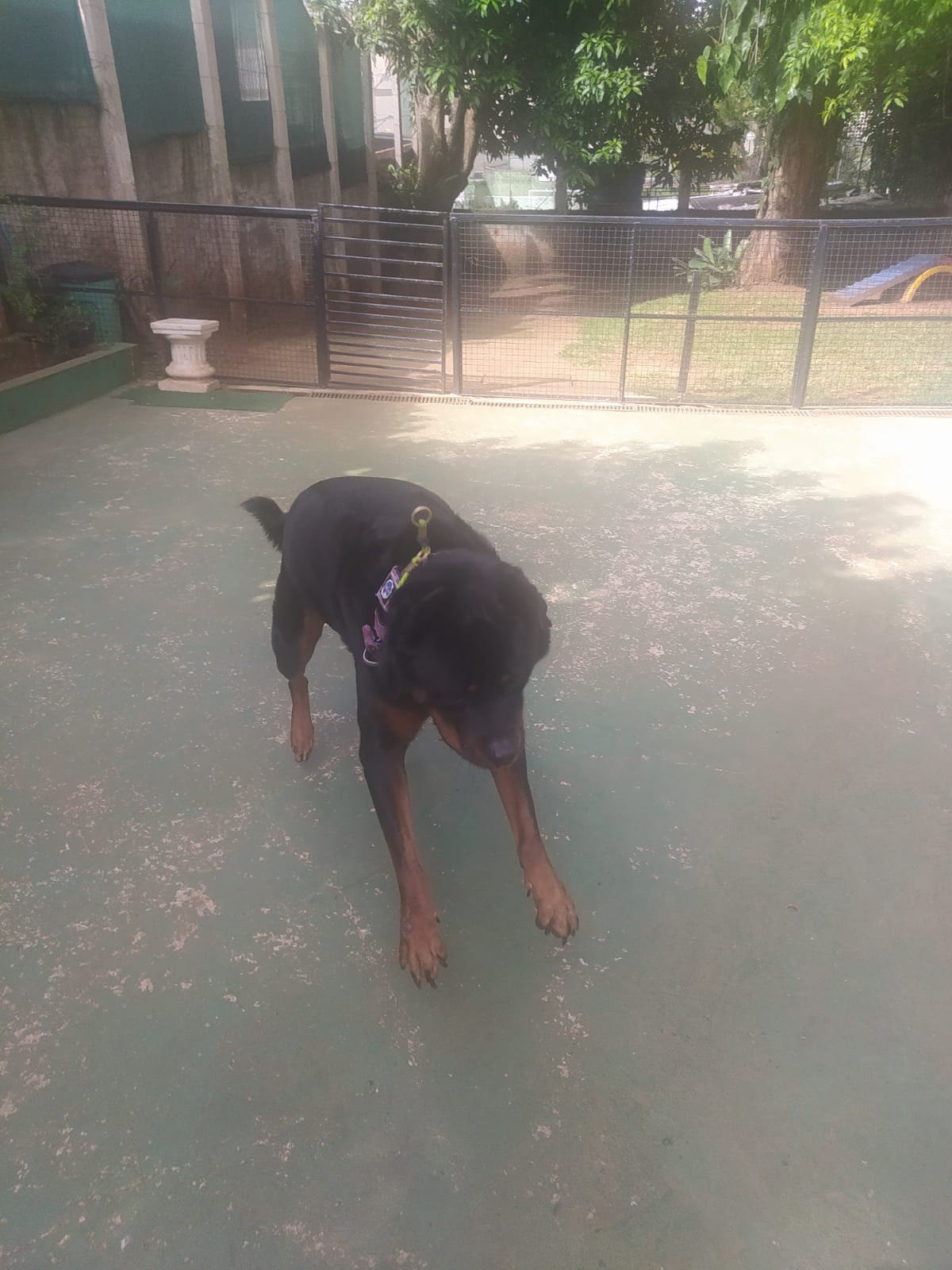 Foto do dia 04/03/2026 09:40  na clínica Animal House