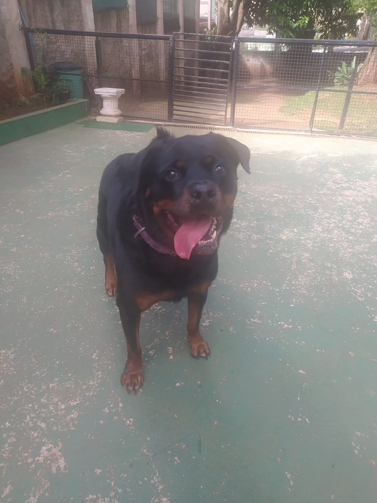 Foto do dia 04/03/2026 09:40  na clínica Animal House