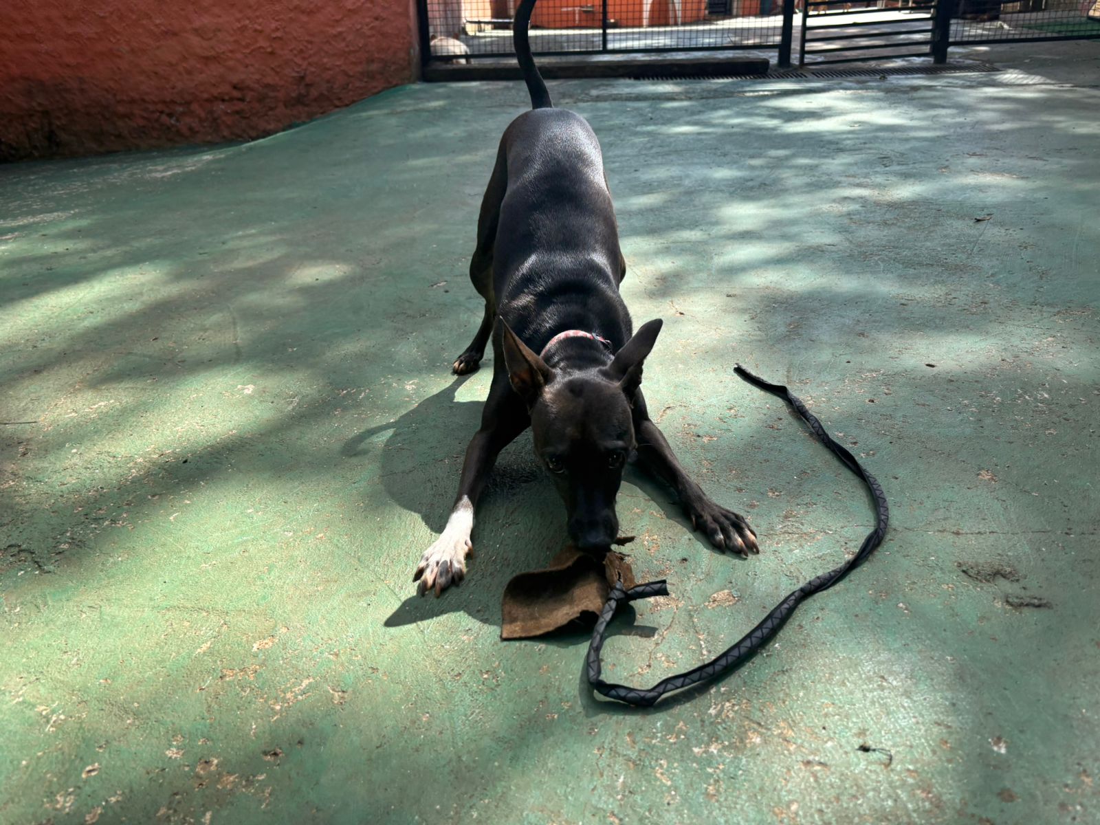 Foto do dia 04/03/2026 10:15  na clínica Animal House