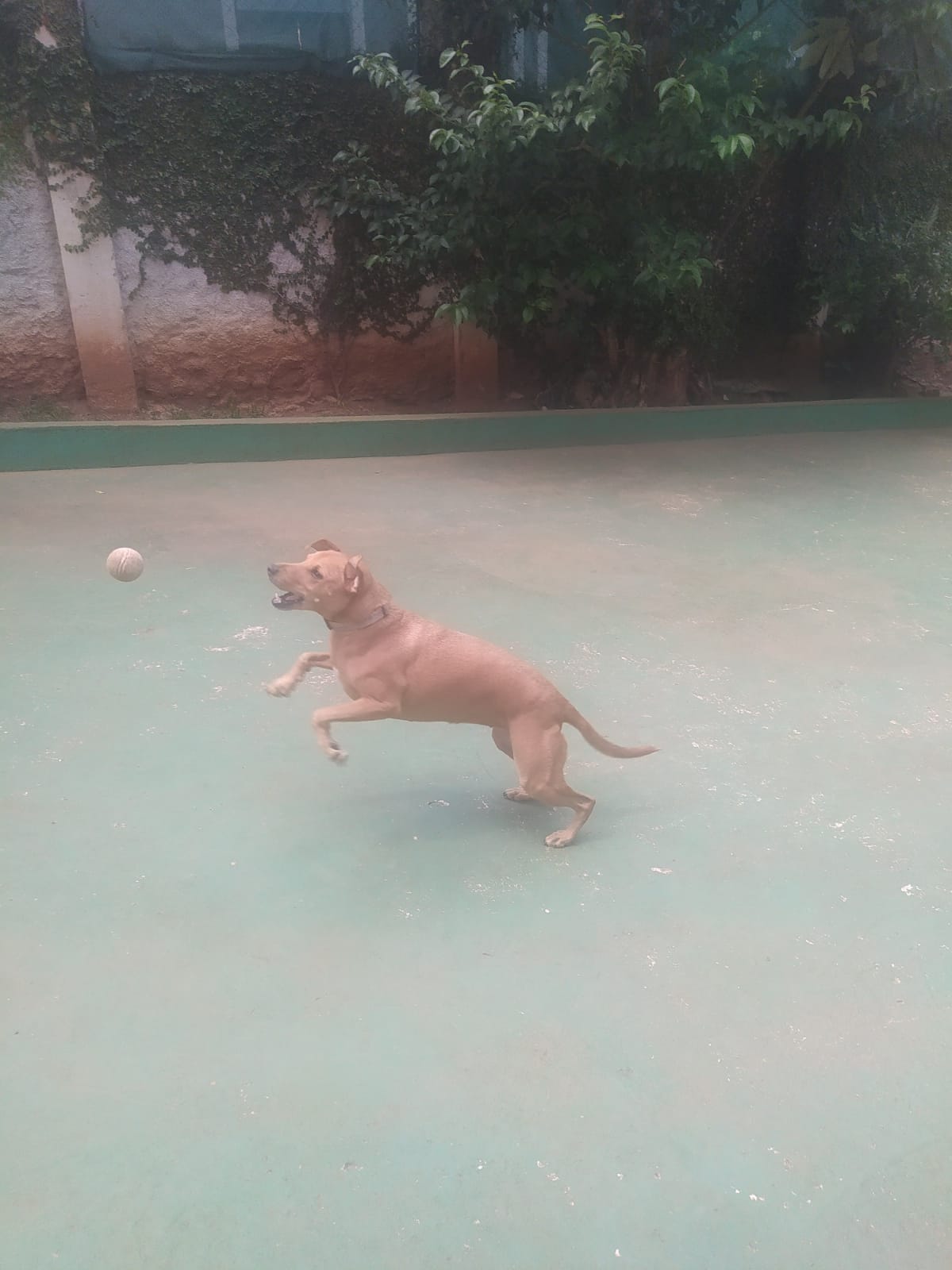 Foto do dia 04/03/2026 11:44  na clínica Animal House