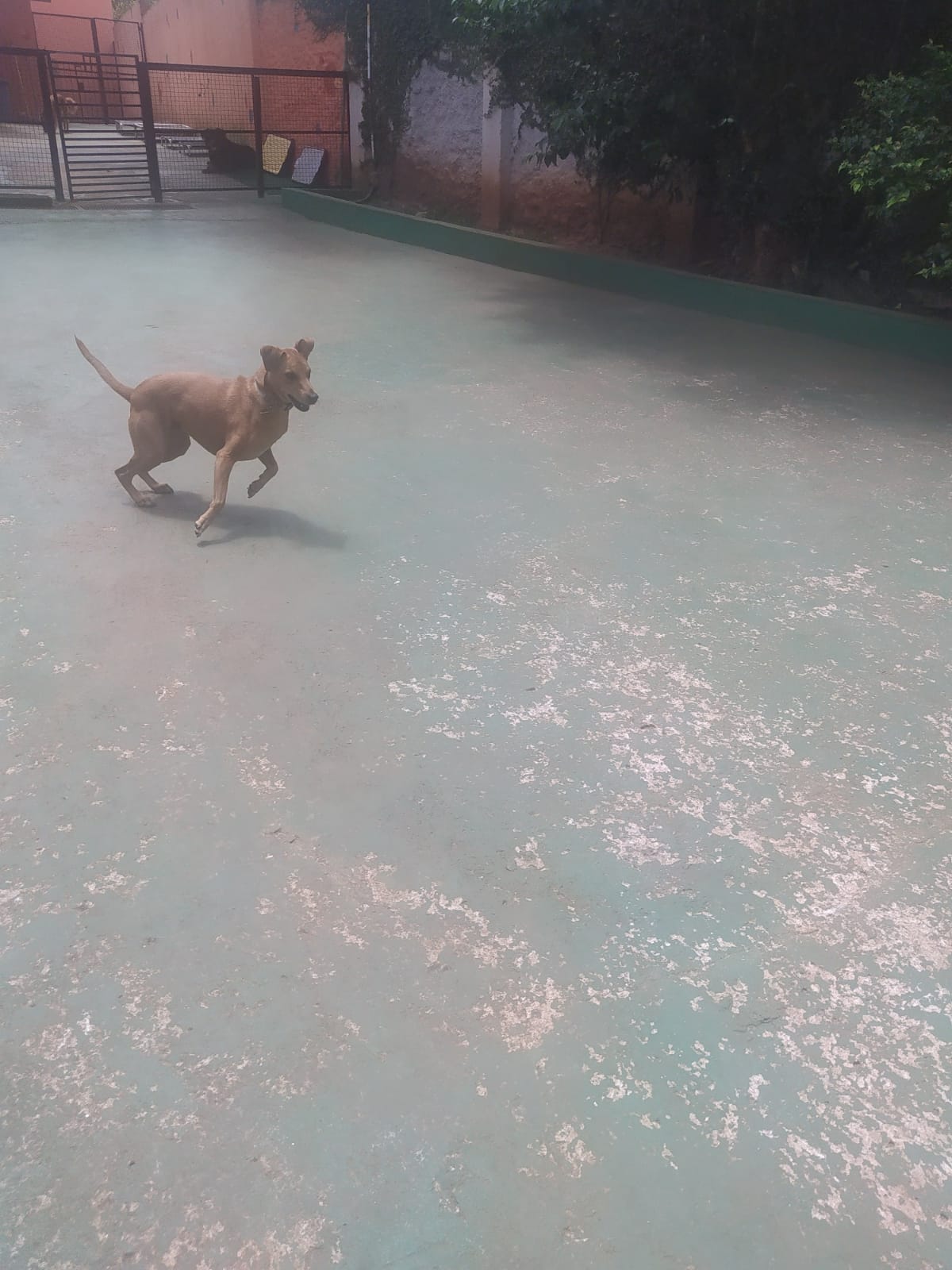 Foto do dia 04/03/2026 11:44  na clínica Animal House