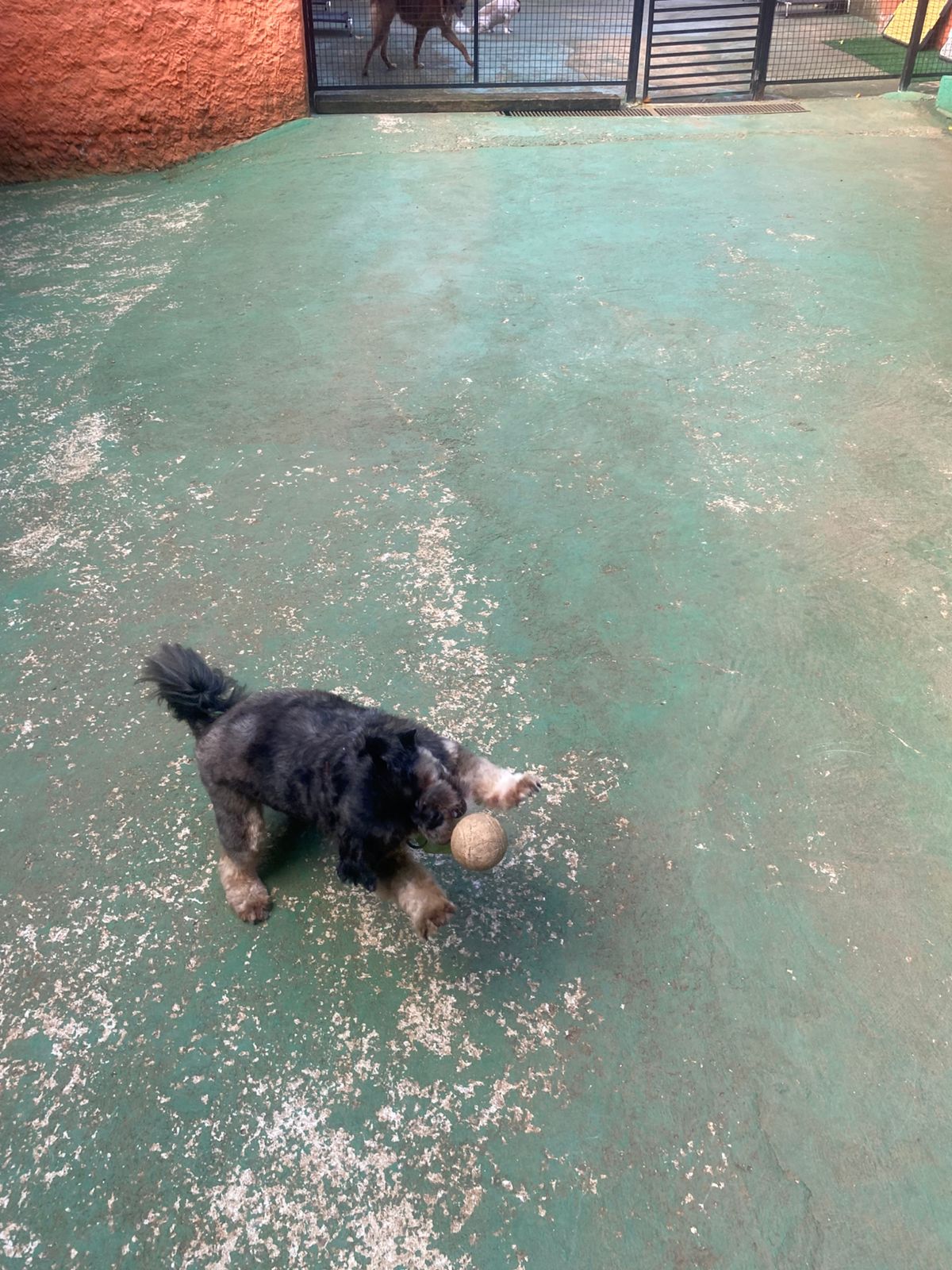 Foto do dia 04/03/2026 15:56  na clínica Animal House