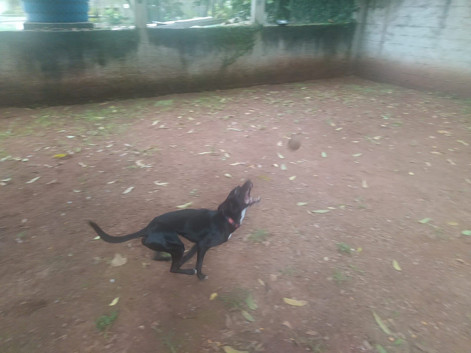 Foto do dia 05/03/2026 09:24  na clínica Animal House