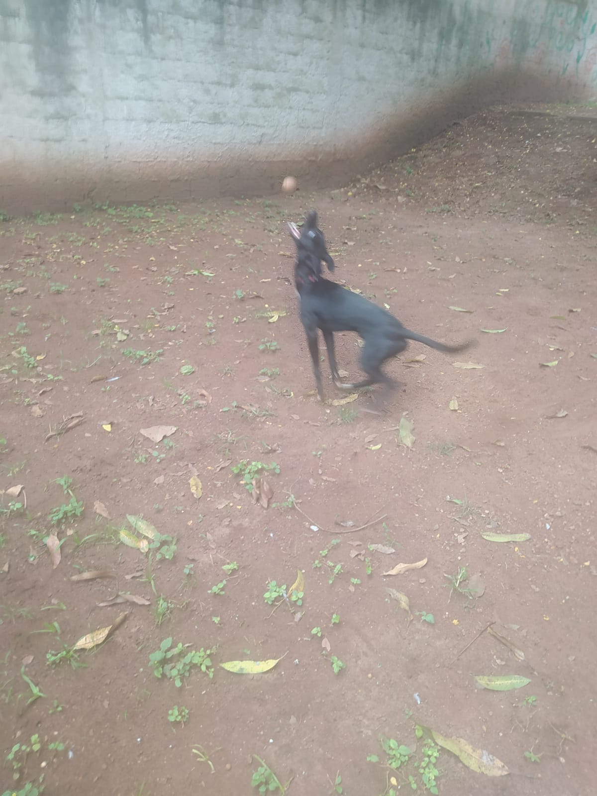 Foto do dia 05/03/2026 09:24  na clínica Animal House