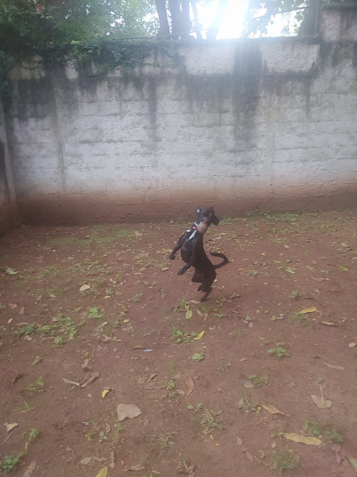 Foto do dia 05/03/2026 09:36  na clínica Animal House