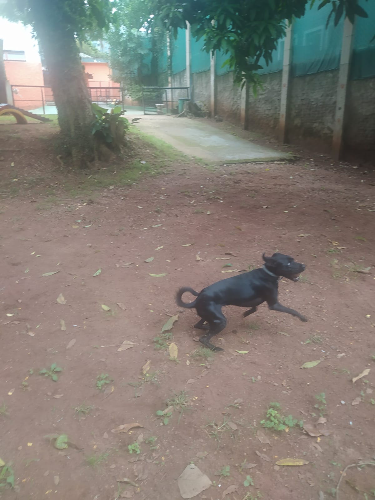 Foto do dia 05/03/2026 09:36  na clínica Animal House