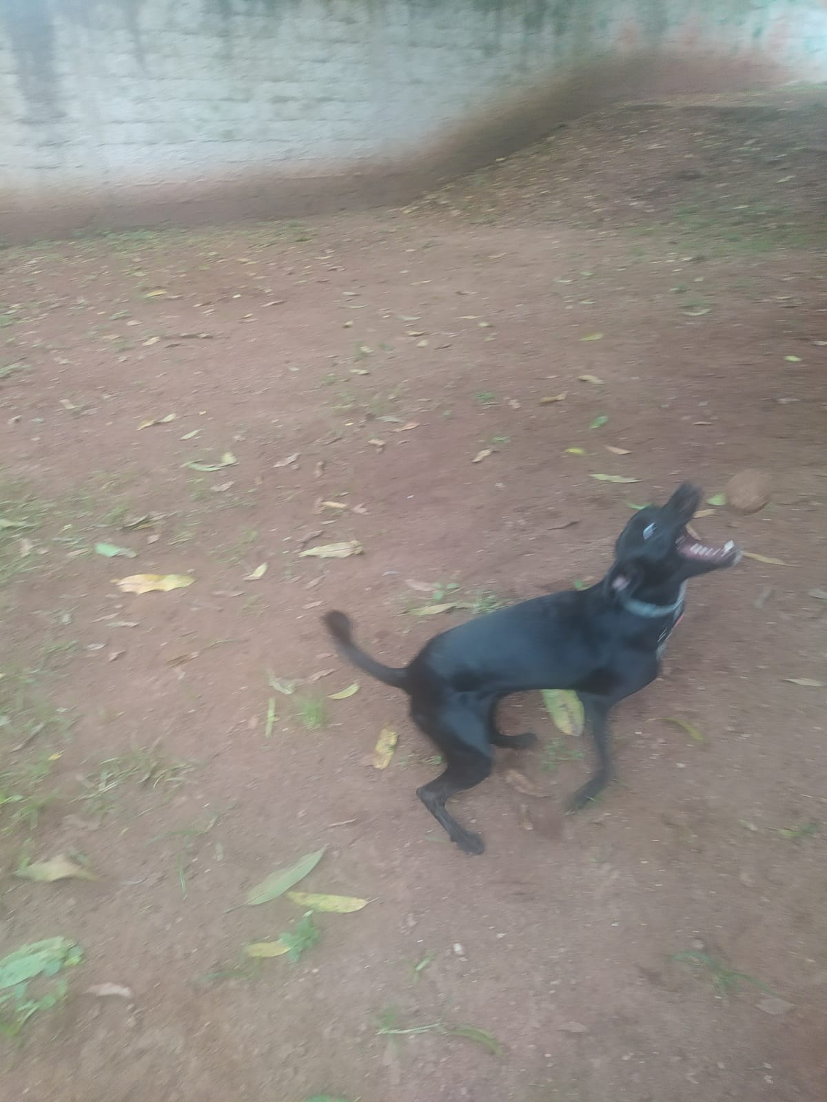 Foto do dia 05/03/2026 09:36  na clínica Animal House