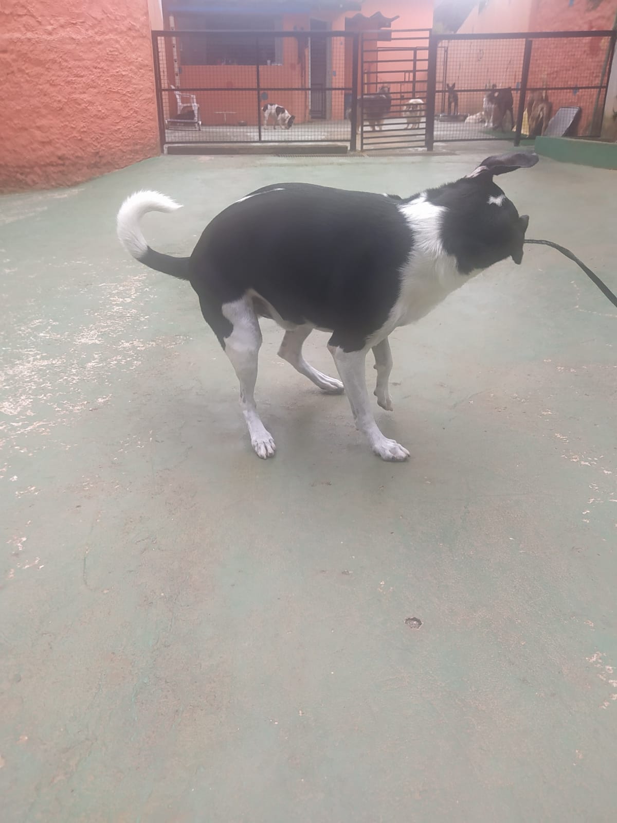 Foto do dia 05/03/2026 09:42  na clínica Animal House