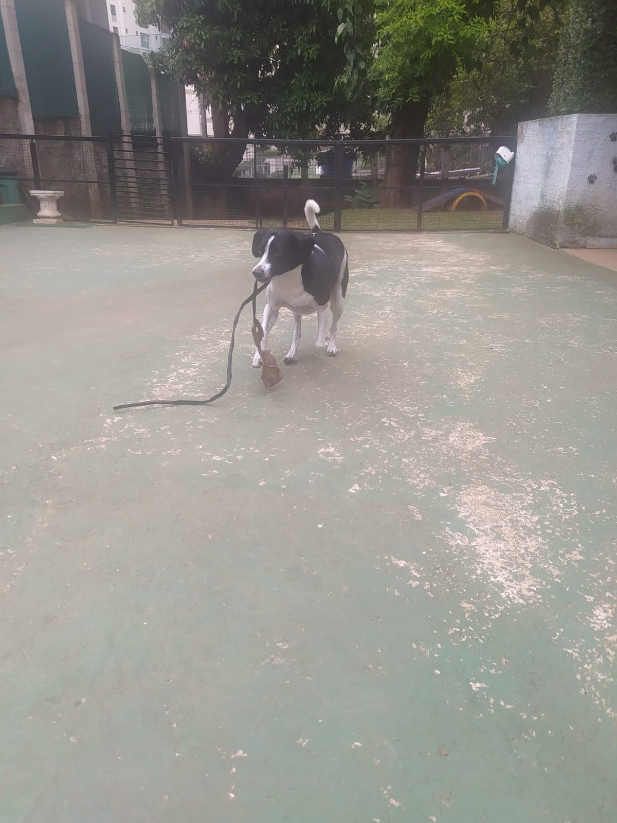 Foto do dia 05/03/2026 09:42  na clínica Animal House