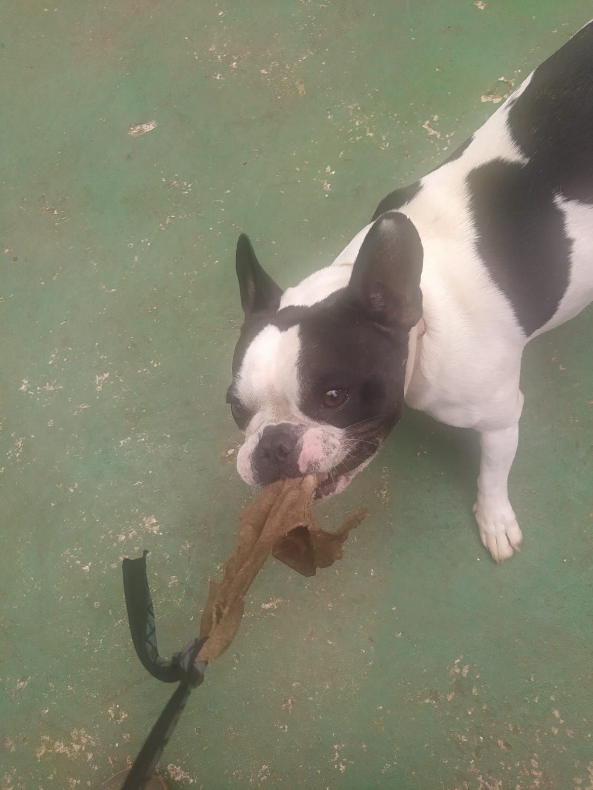 Foto do dia 05/03/2026 09:53  na clínica Animal House