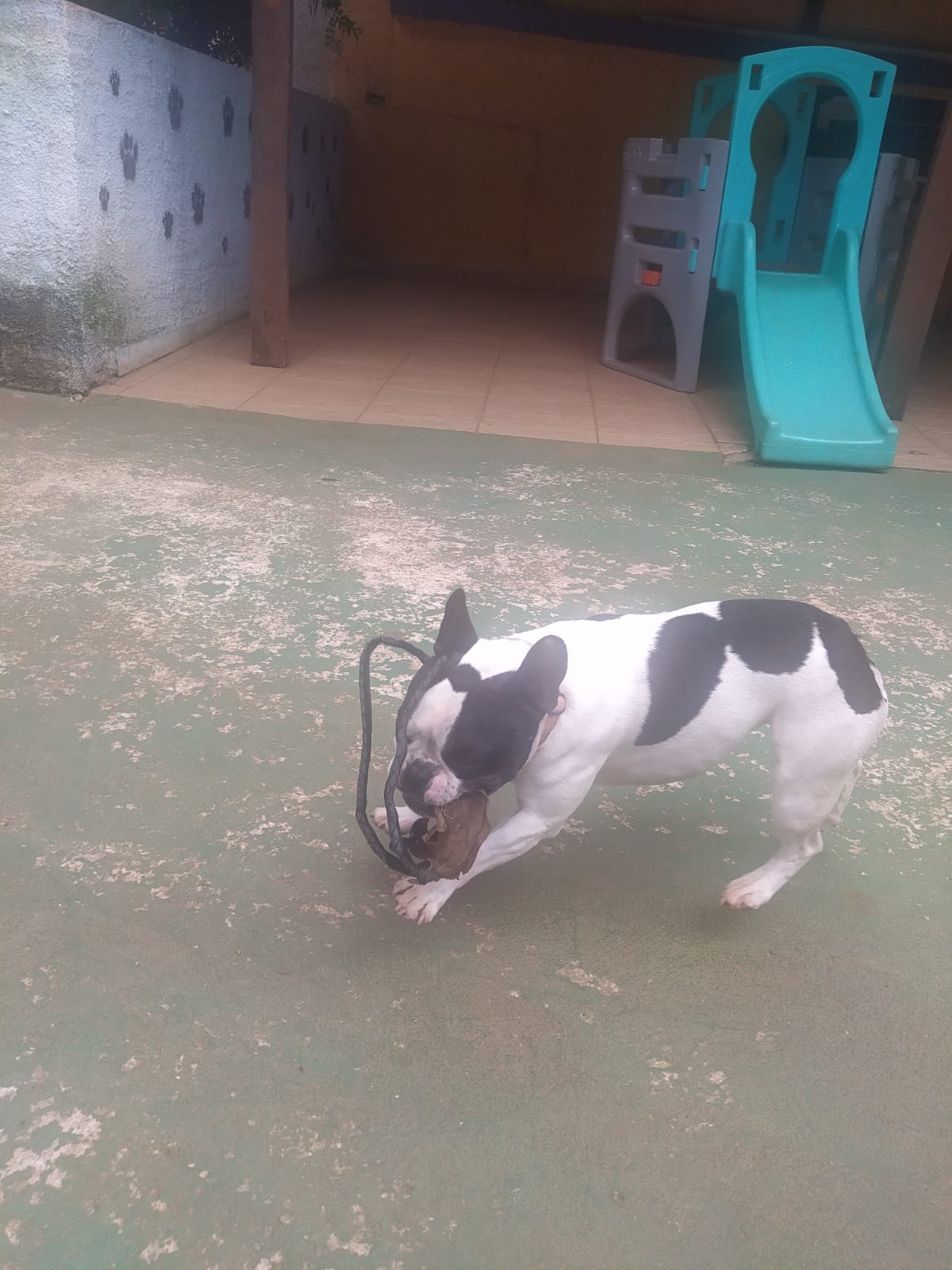 Foto do dia 05/03/2026 09:53  na clínica Animal House