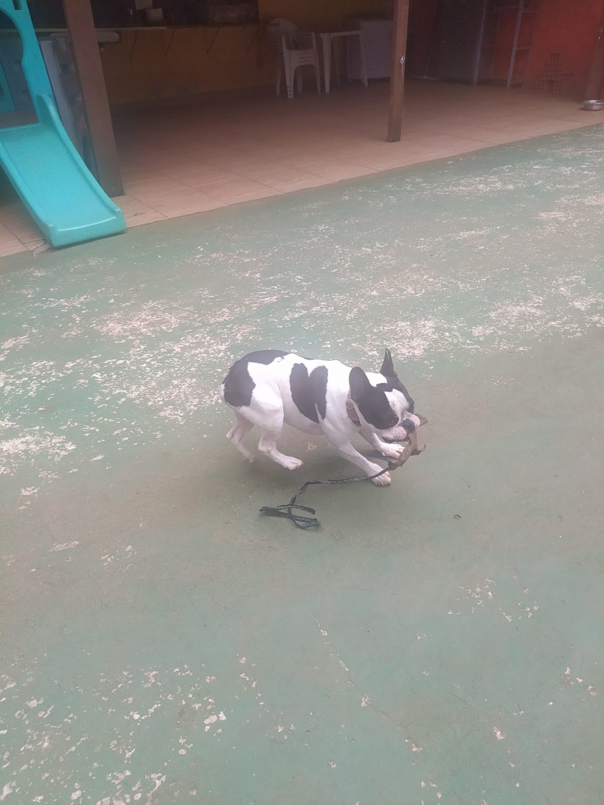 Foto do dia 05/03/2026 09:53  na clínica Animal House