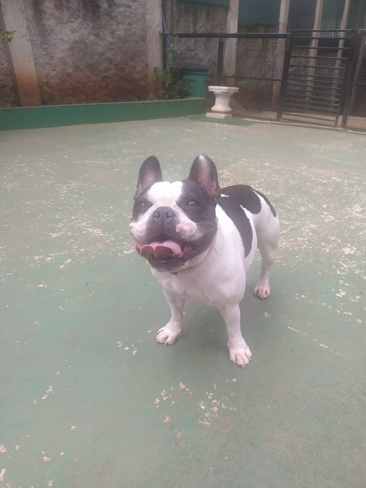 Foto do dia 05/03/2026 09:53  na clínica Animal House