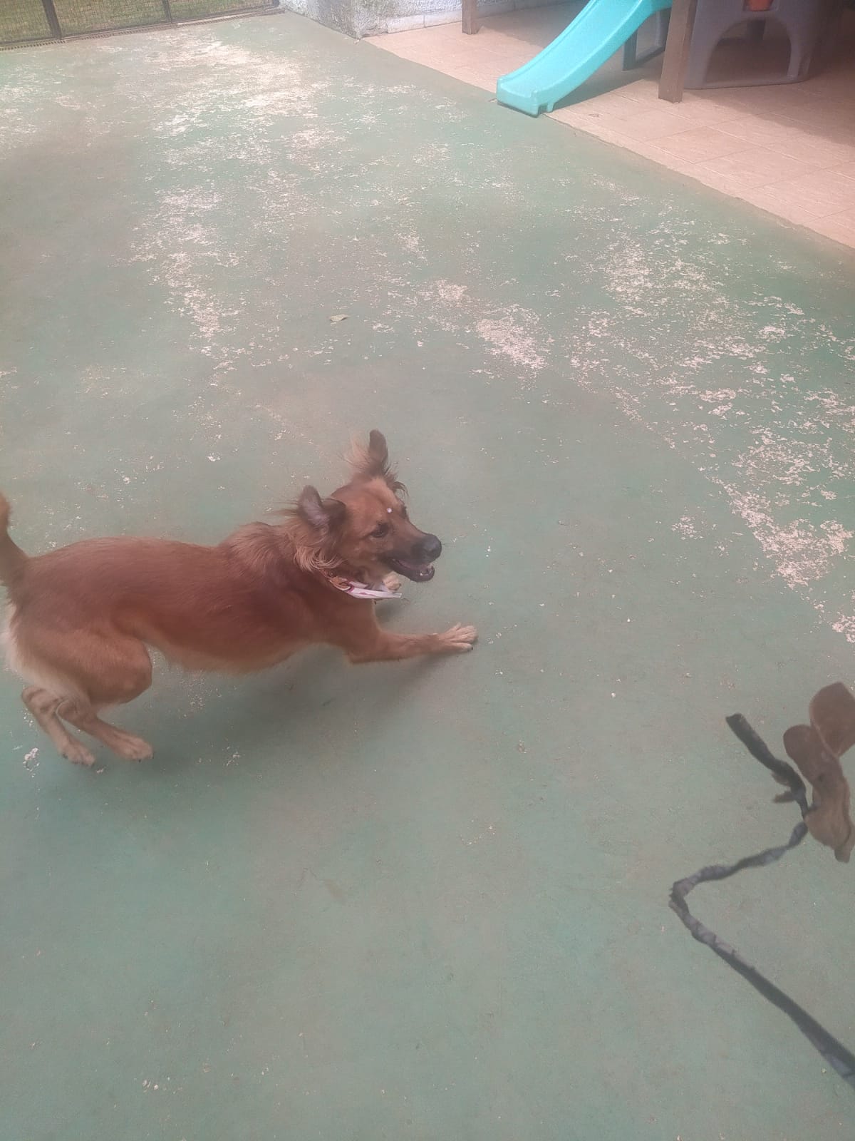 Foto do dia 05/03/2026 10:17  na clínica Animal House