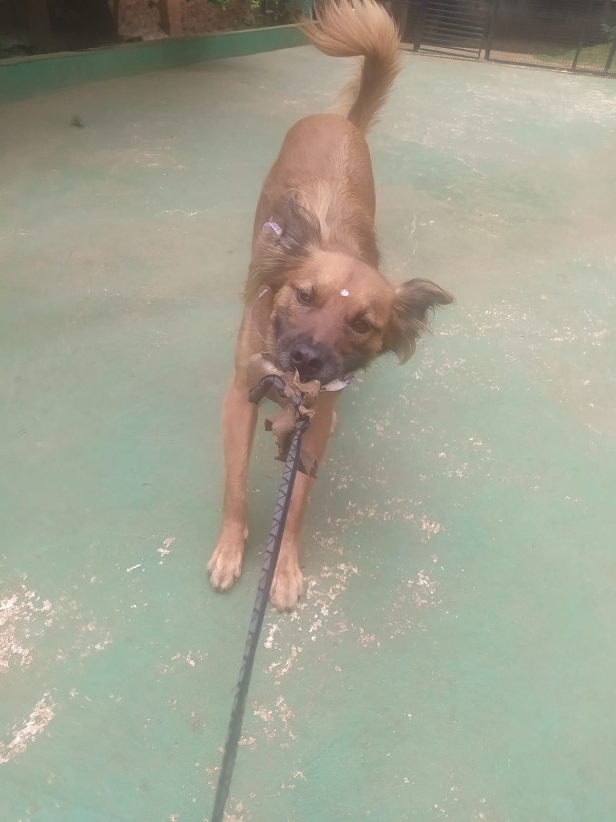 Foto do dia 05/03/2026 10:17  na clínica Animal House