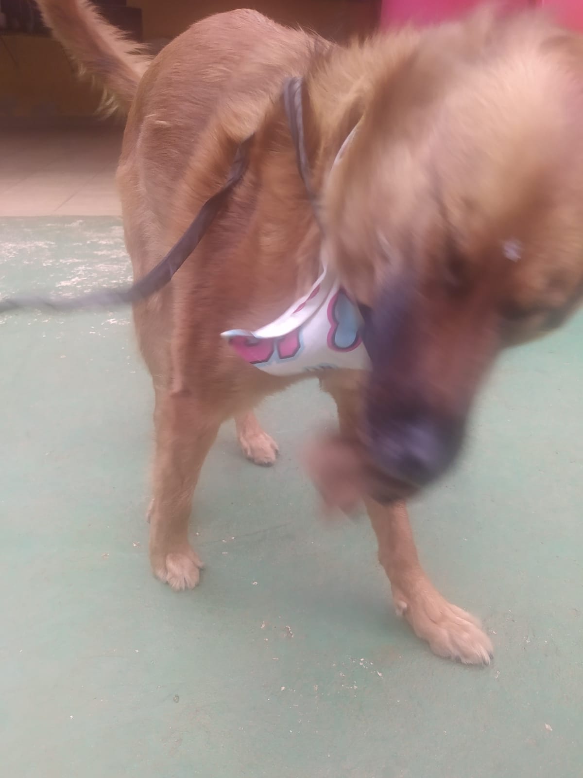 Foto do dia 05/03/2026 10:18  na clínica Animal House