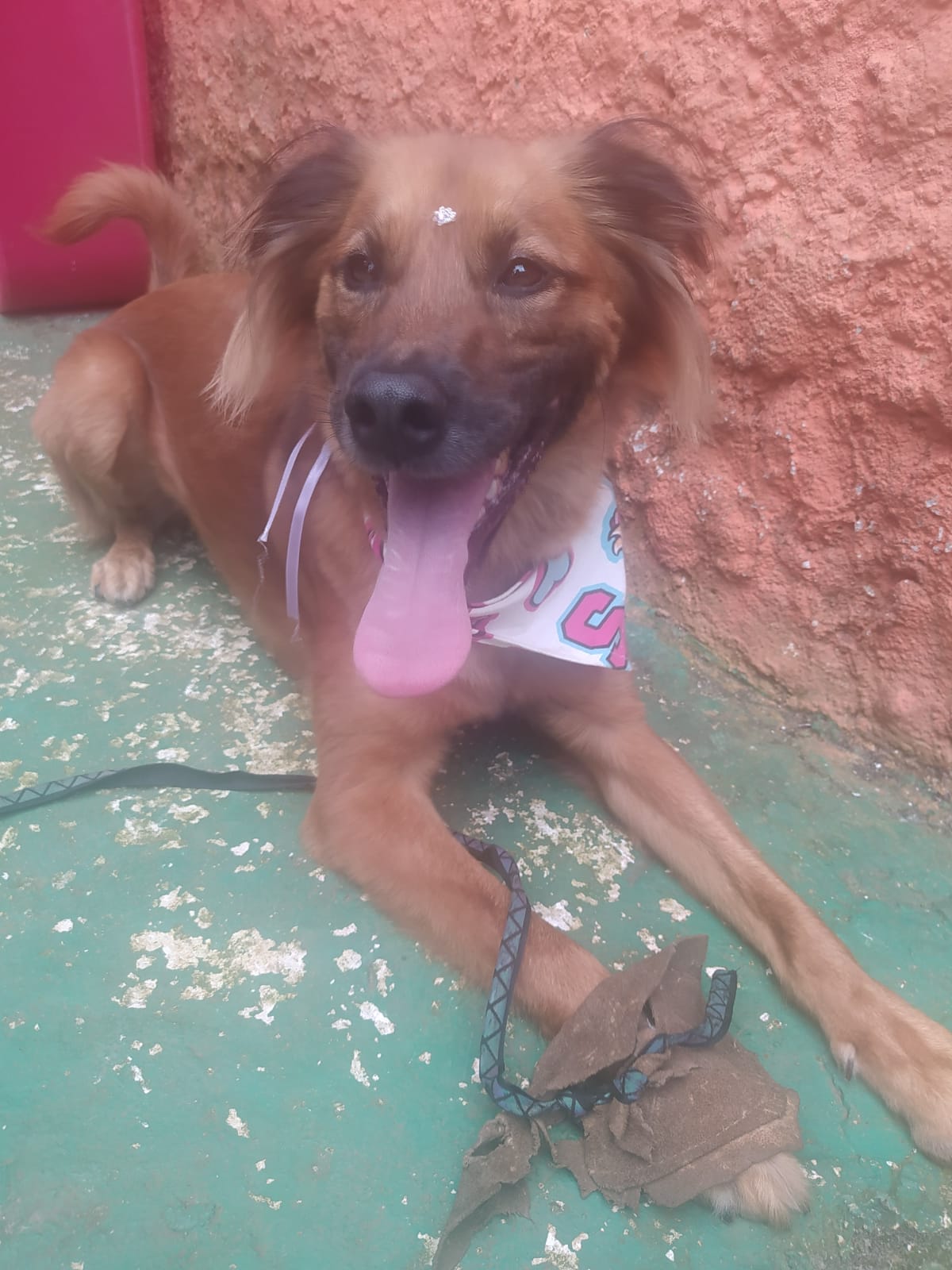 Foto do dia 05/03/2026 10:18  na clínica Animal House