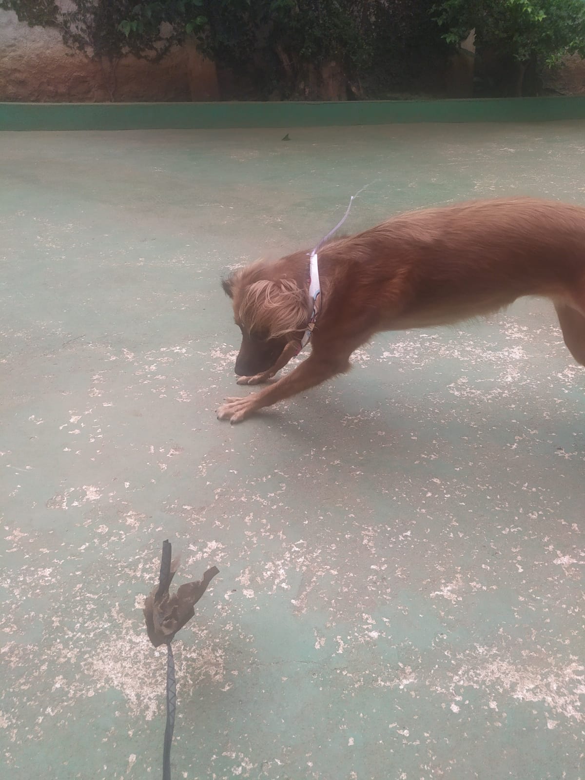 Foto do dia 05/03/2026 10:18  na clínica Animal House