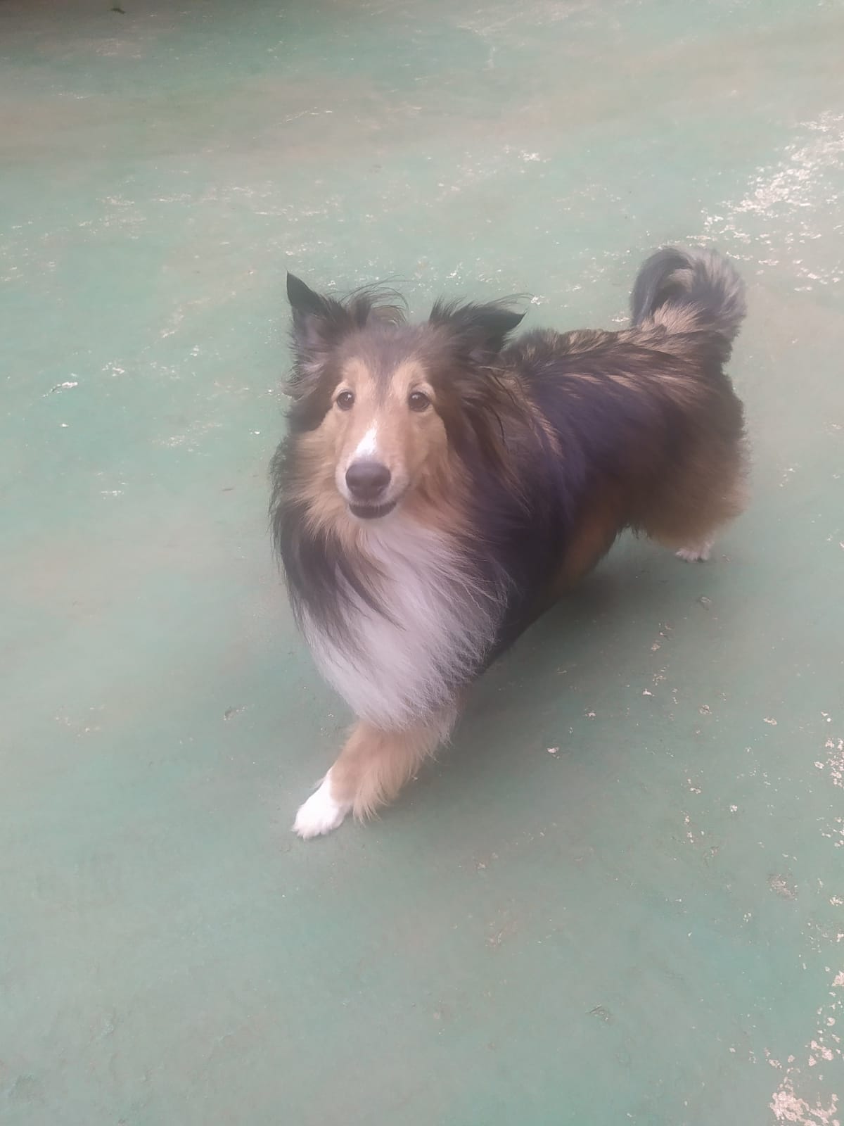 Foto do dia 05/03/2026 10:29  na clínica Animal House