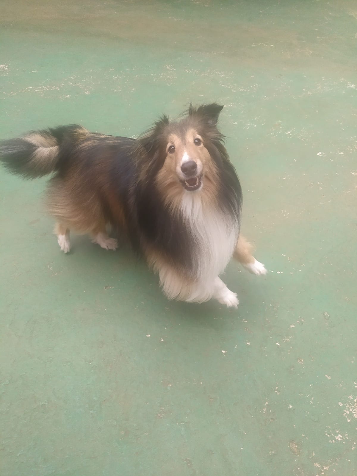 Foto do dia 05/03/2026 10:29  na clínica Animal House