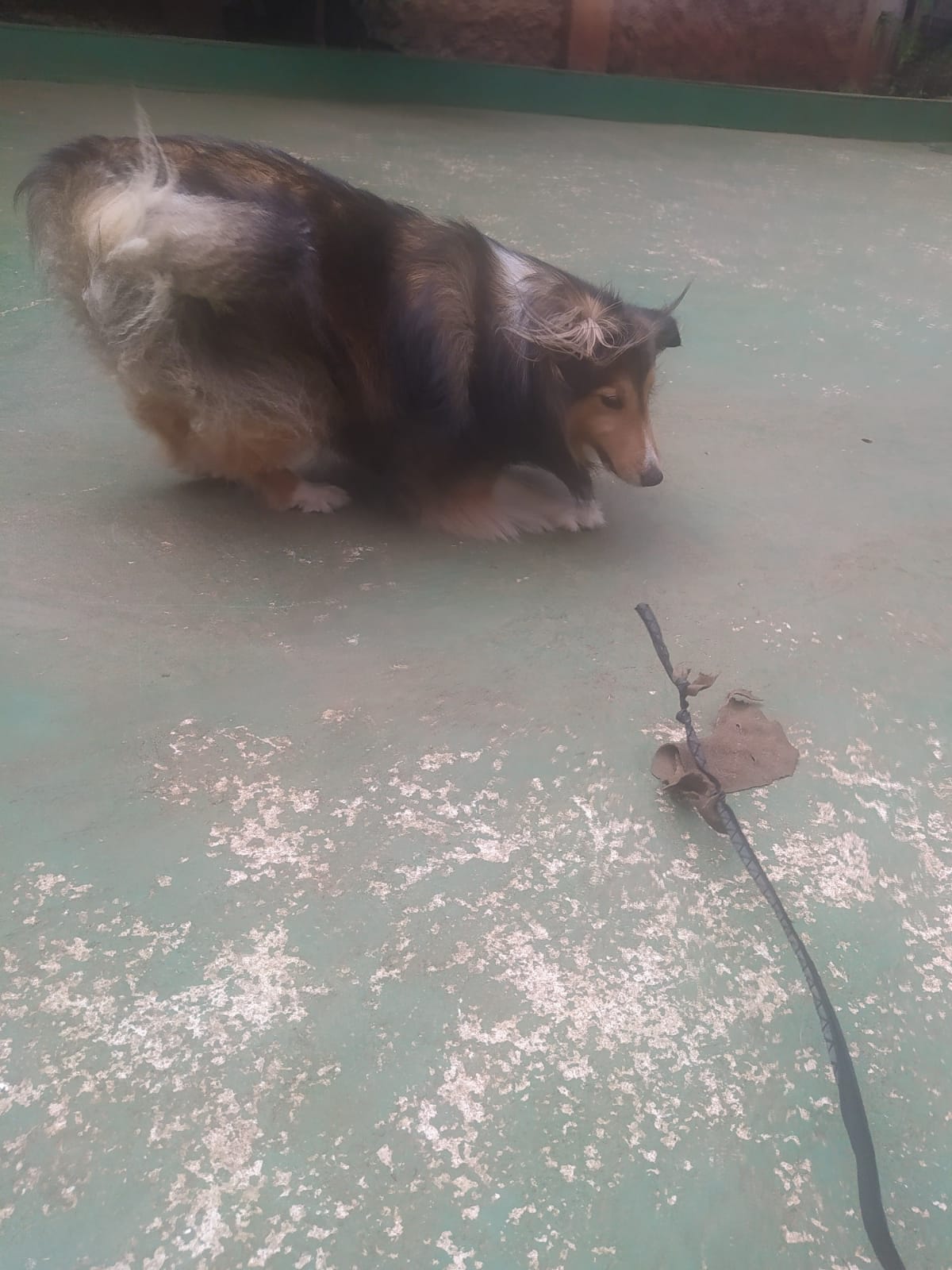 Foto do dia 05/03/2026 10:29  na clínica Animal House