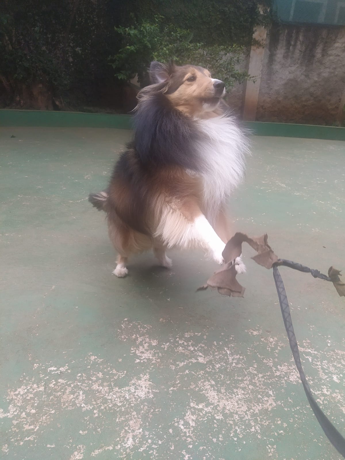 Foto do dia 05/03/2026 10:29  na clínica Animal House