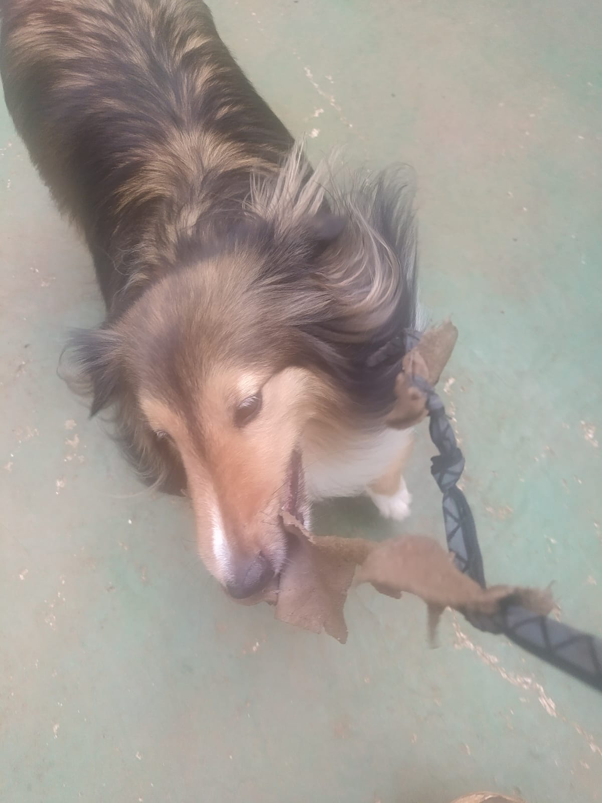 Foto do dia 05/03/2026 10:29  na clínica Animal House