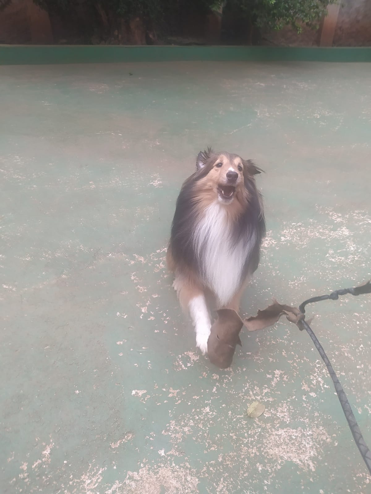 Foto do dia 05/03/2026 10:29  na clínica Animal House