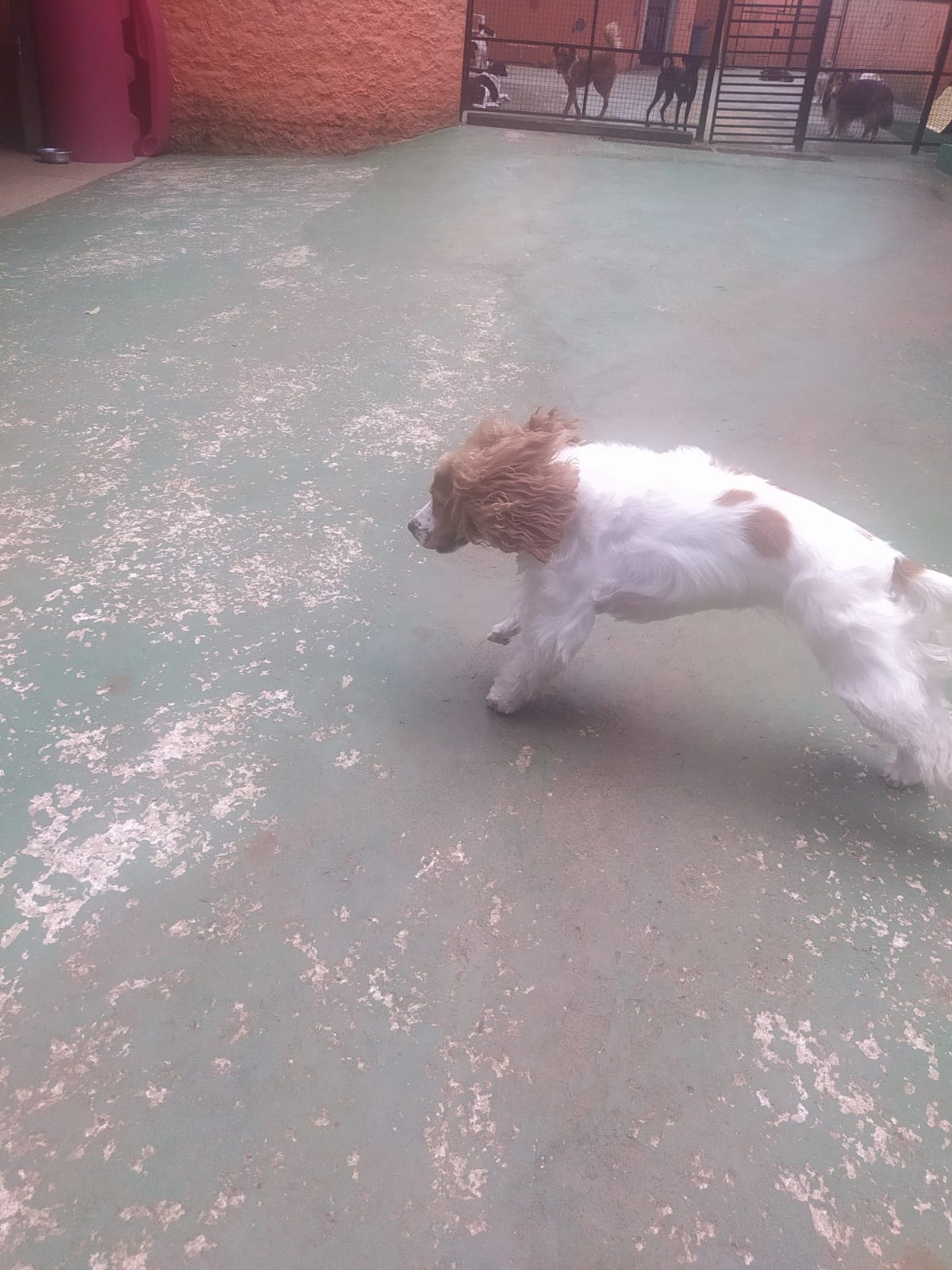 Foto do dia 05/03/2026 10:55  na clínica Animal House