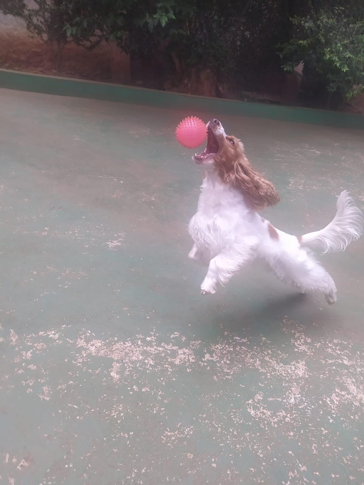 Foto do dia 05/03/2026 10:55  na clínica Animal House