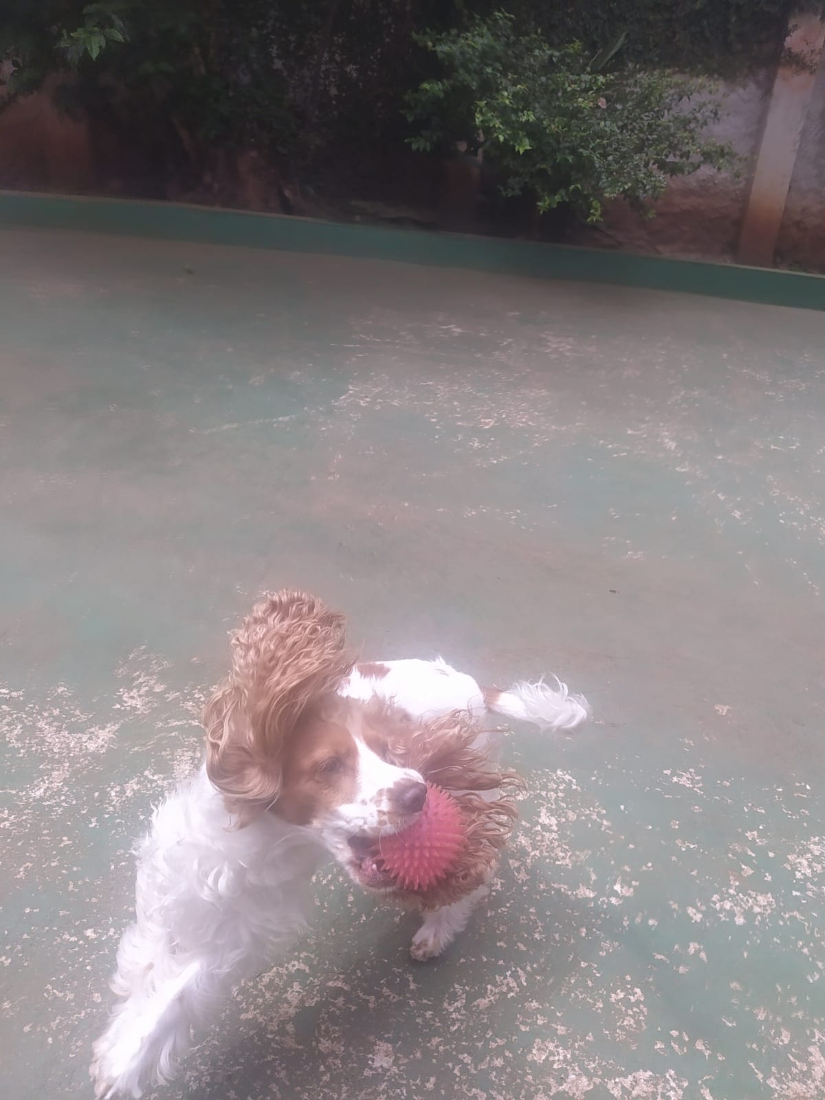 Foto do dia 05/03/2026 10:55  na clínica Animal House