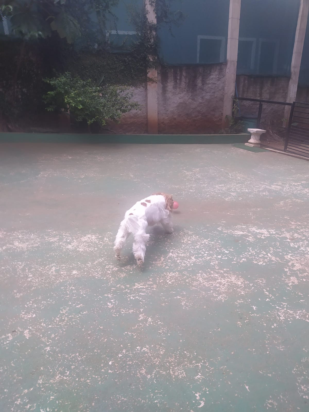 Foto do dia 05/03/2026 10:55  na clínica Animal House