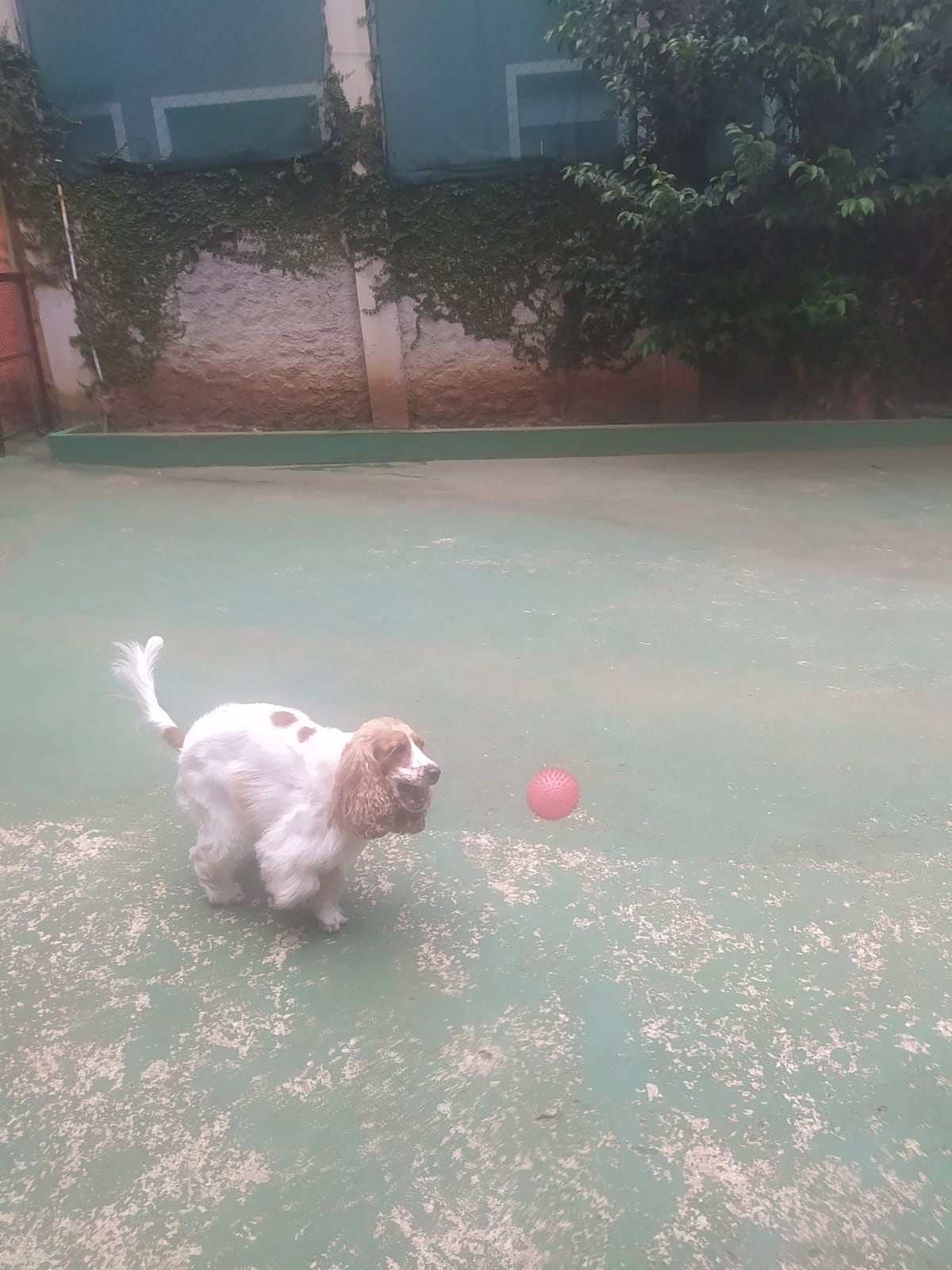 Foto do dia 05/03/2026 10:55  na clínica Animal House