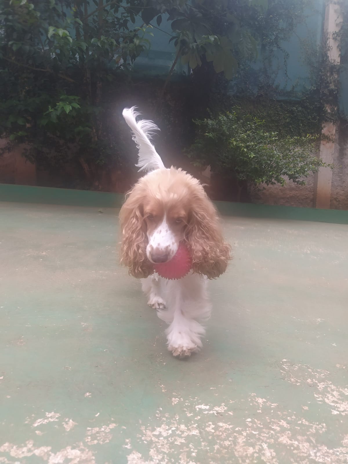 Foto do dia 05/03/2026 10:55  na clínica Animal House