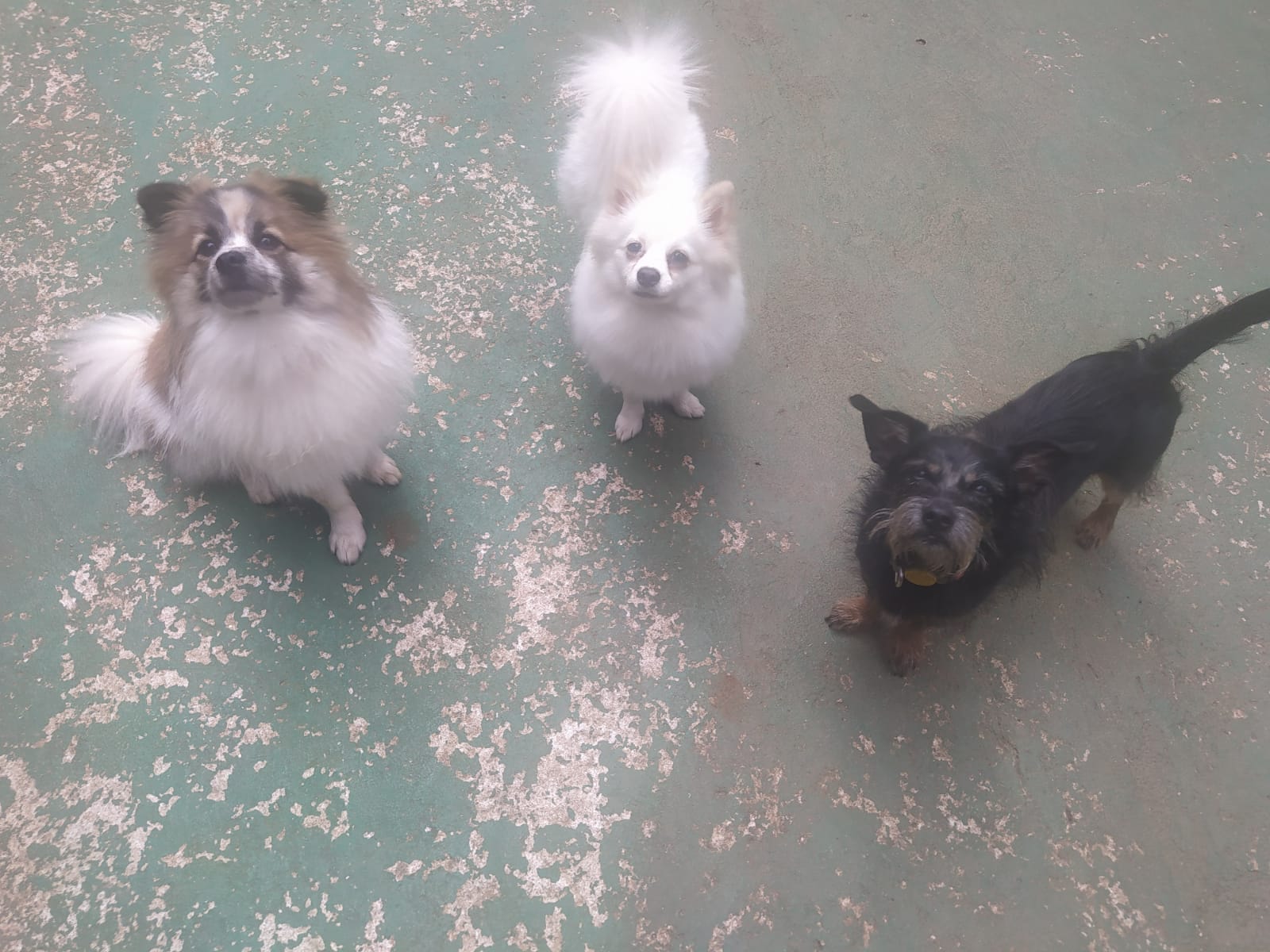 Foto do dia 05/03/2026 11:05  na clínica Animal House