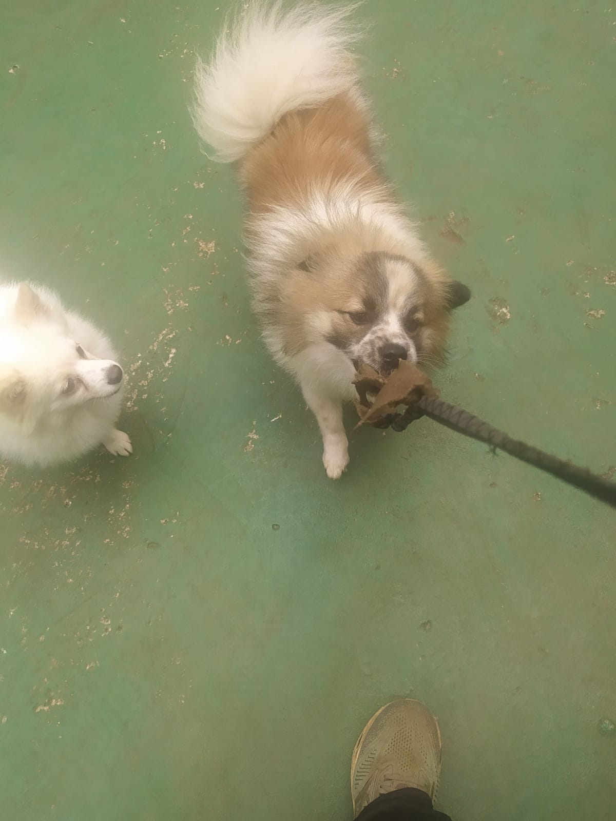 Foto do dia 05/03/2026 11:05  na clínica Animal House