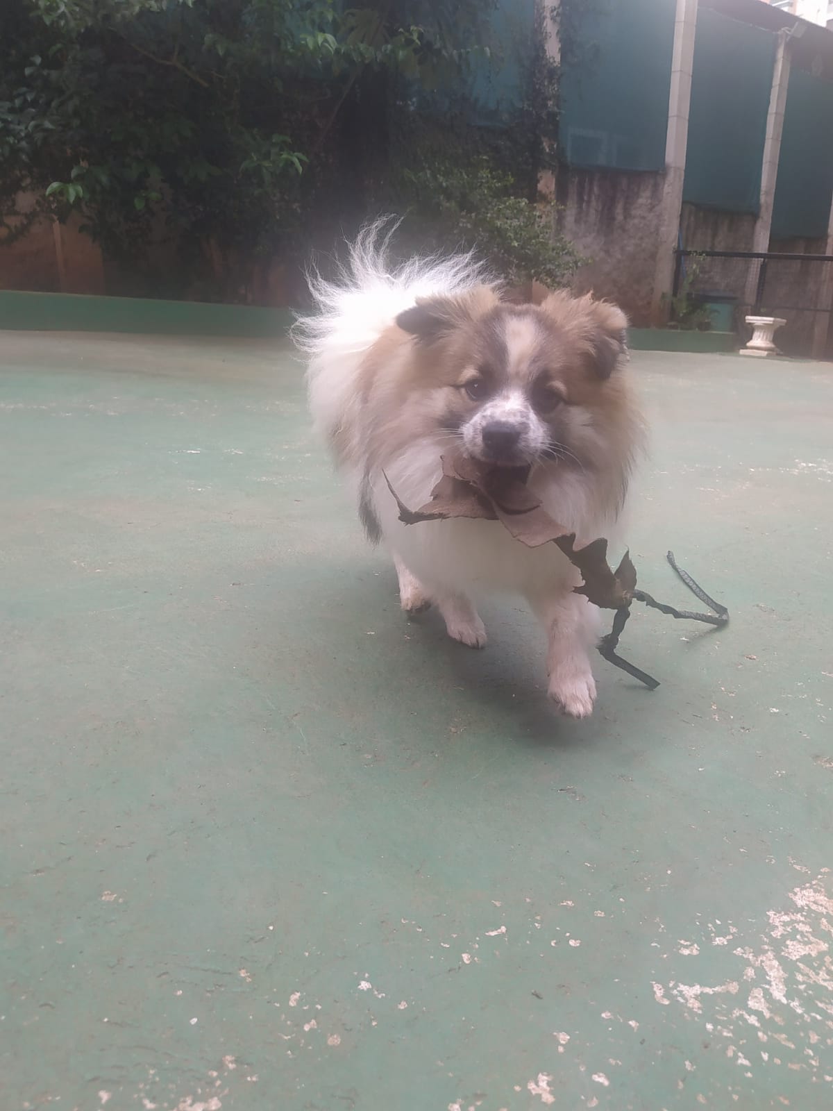 Foto do dia 05/03/2026 11:05  na clínica Animal House