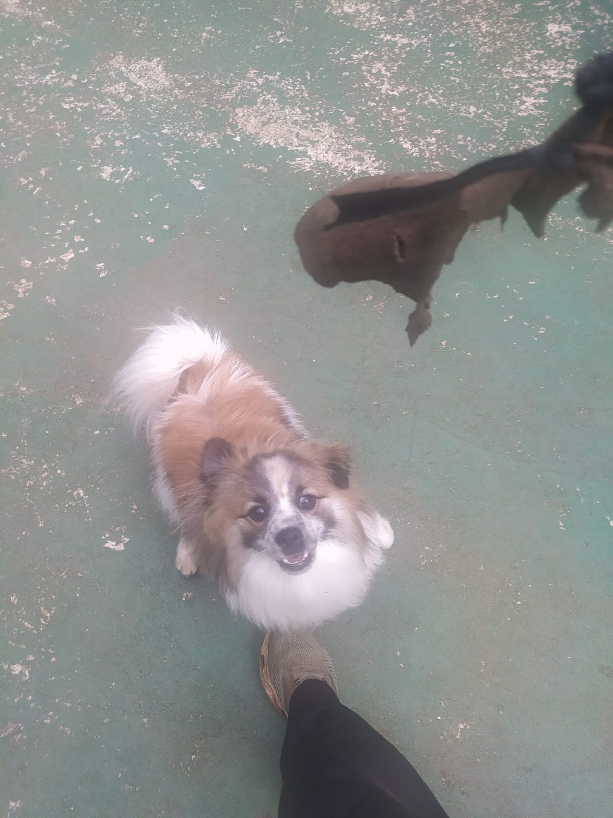 Foto do dia 05/03/2026 11:05  na clínica Animal House