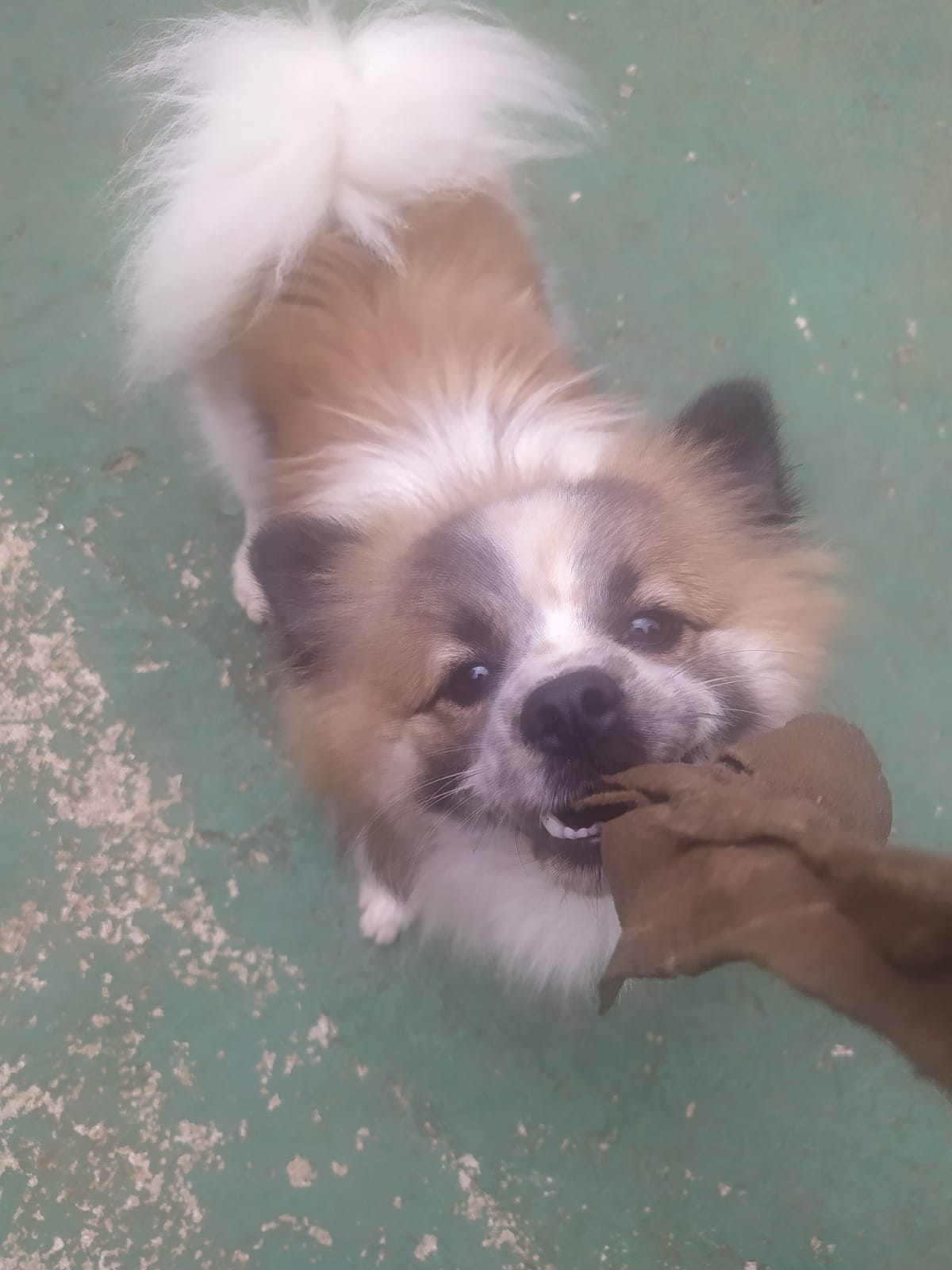 Foto do dia 05/03/2026 11:06  na clínica Animal House