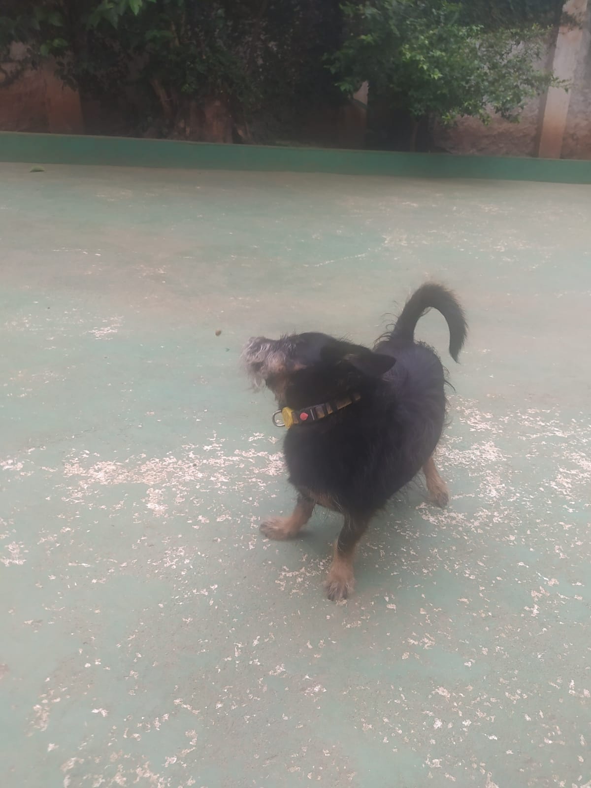 Foto do dia 05/03/2026 11:25  na clínica Animal House