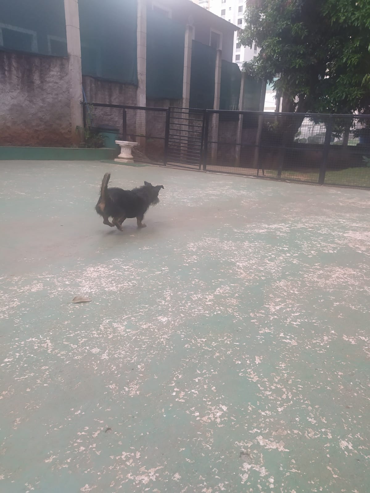 Foto do dia 05/03/2026 11:25  na clínica Animal House