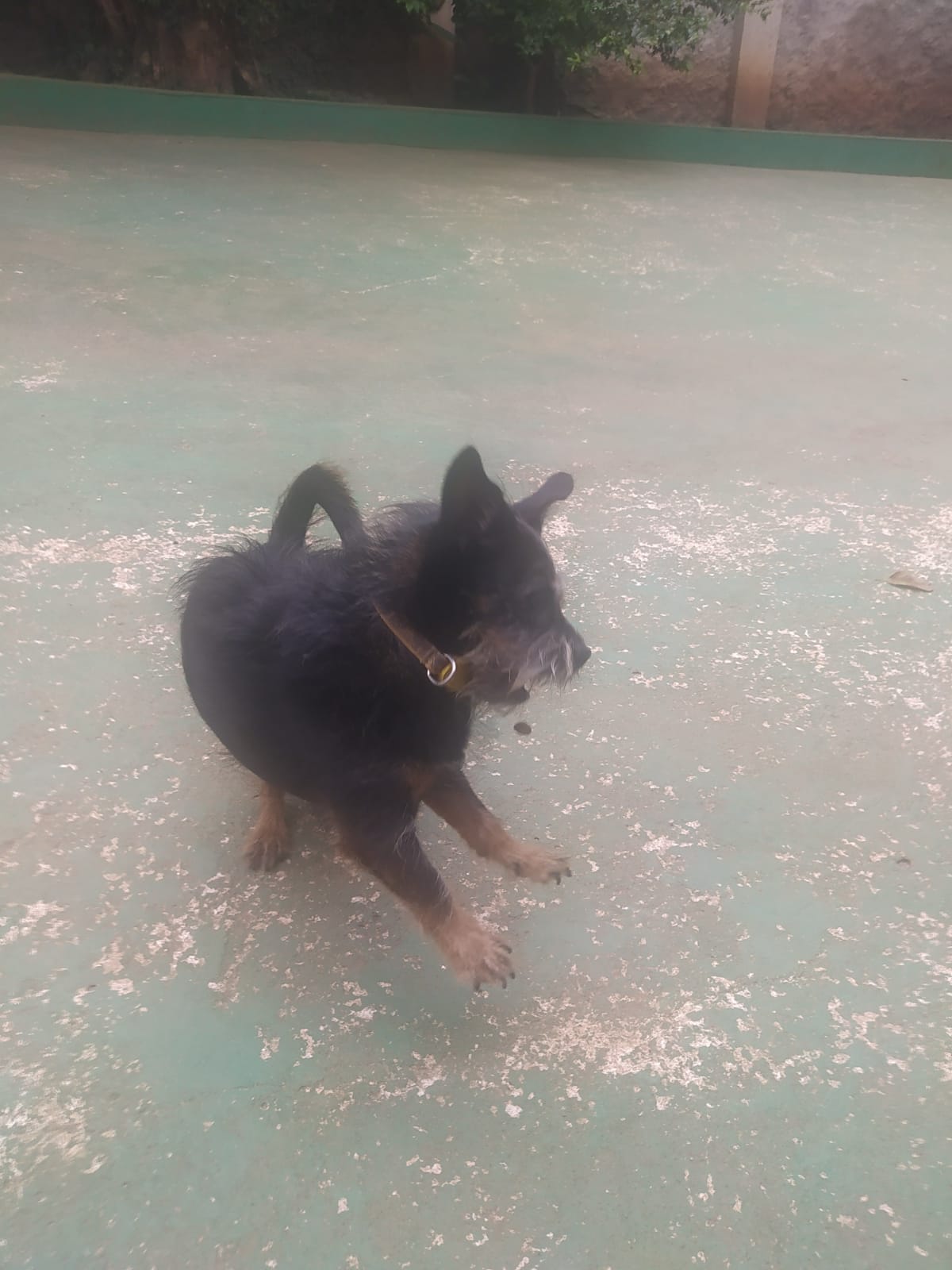 Foto do dia 05/03/2026 11:25  na clínica Animal House