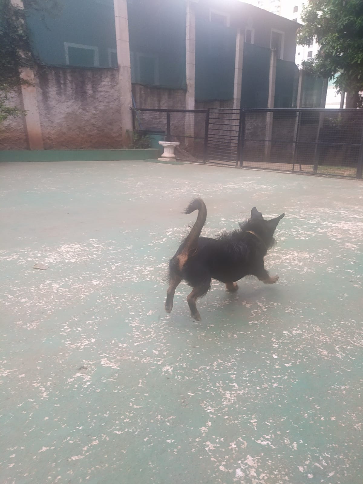 Foto do dia 05/03/2026 11:25  na clínica Animal House