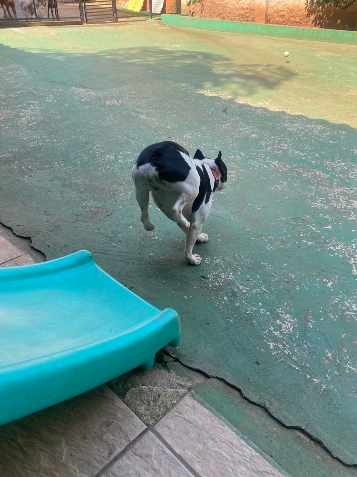 Foto do dia 05/03/2026 15:47  na clínica Animal House