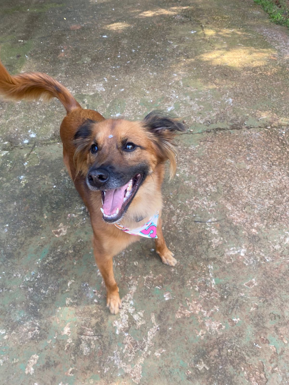 Foto do dia 05/03/2026 15:47  na clínica Animal House